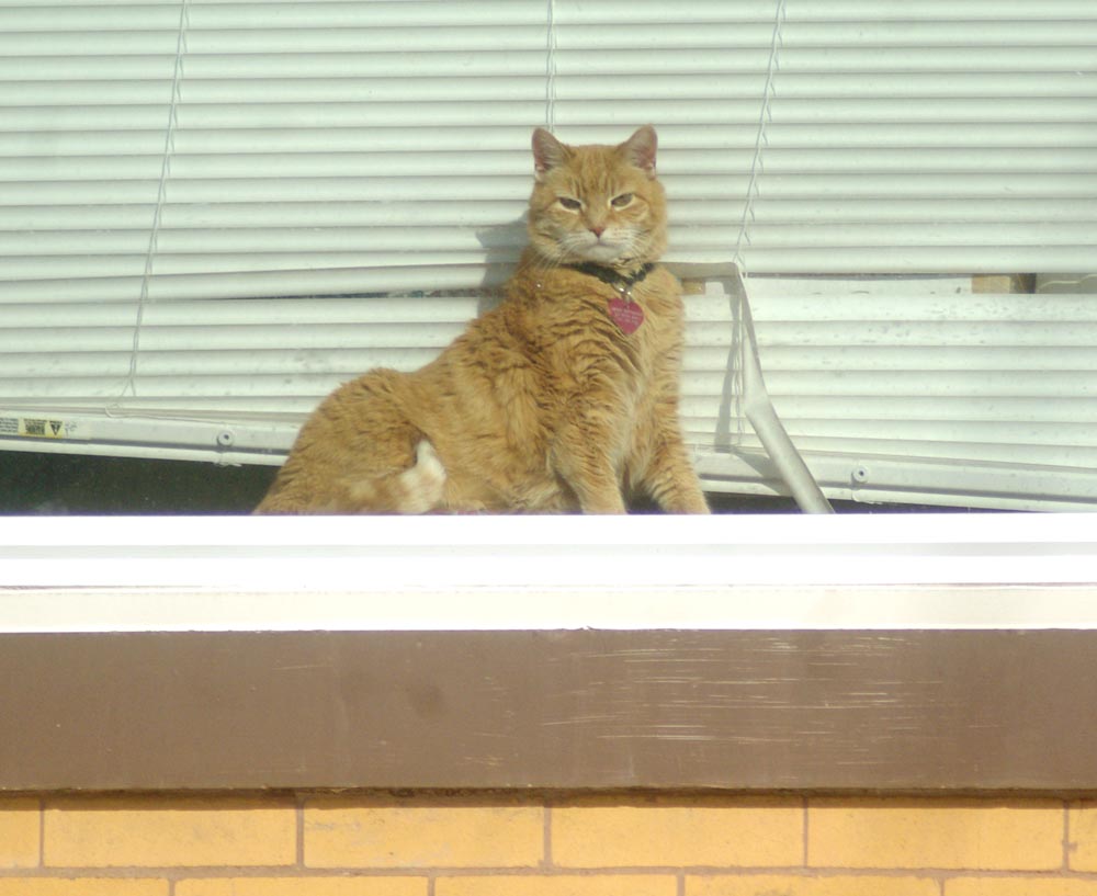 Orange and white cat on windowsill