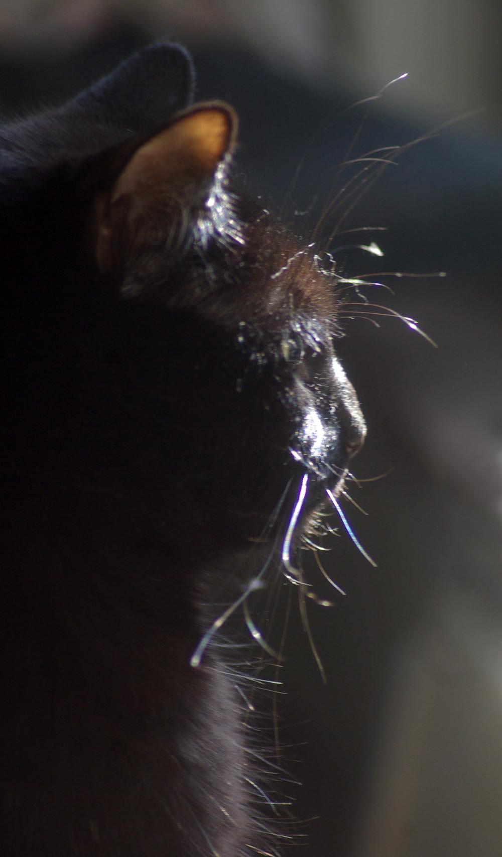 black cat in profile
