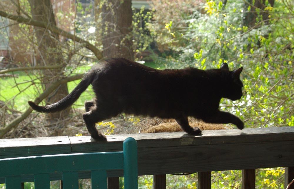 black cat on deck railing