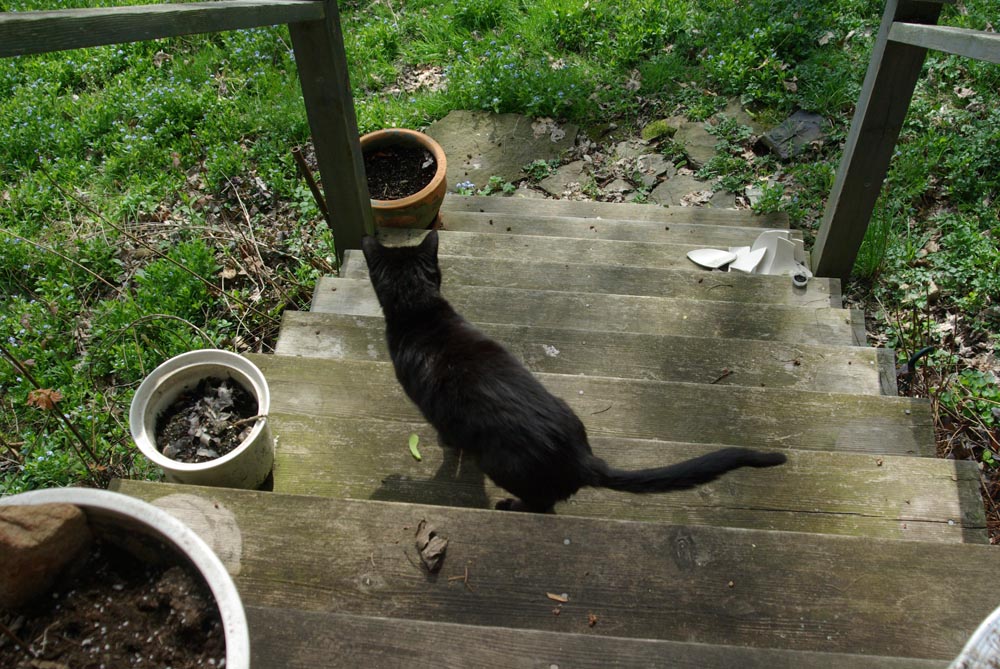 black cat on deck steps