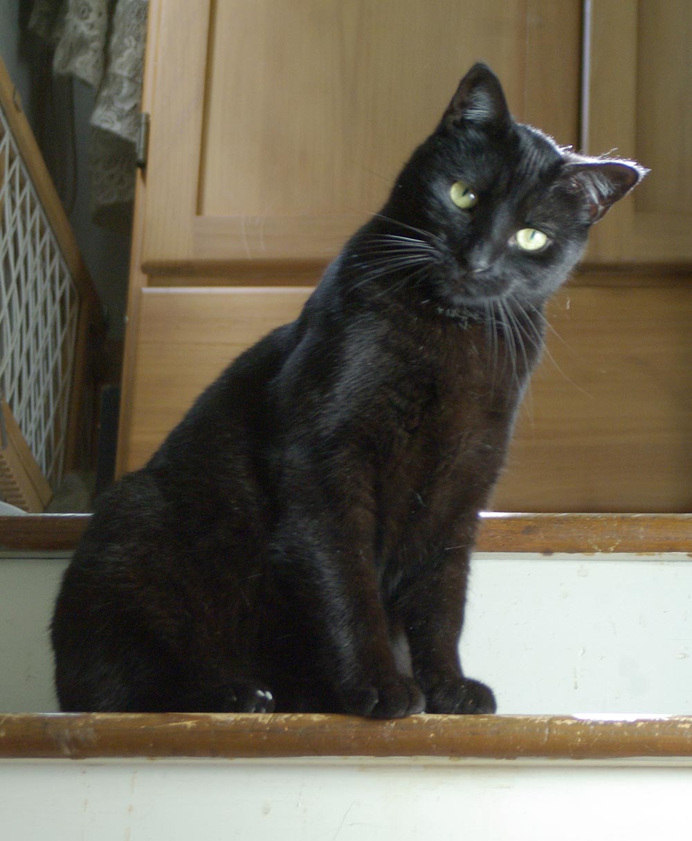 black cat looking serious