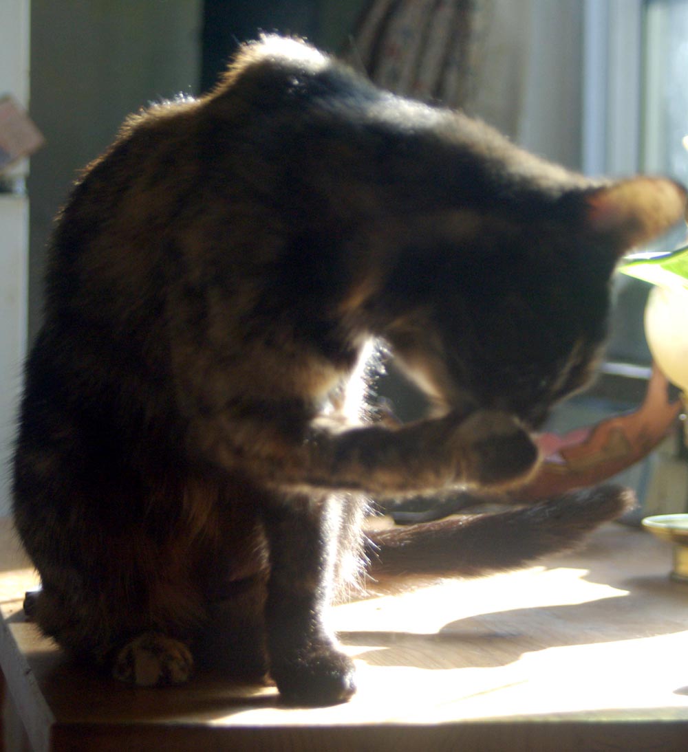 cat washing paw