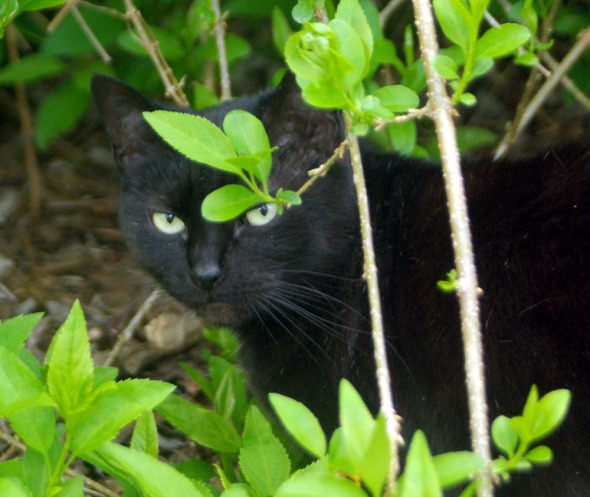 black cat peeking from leaves