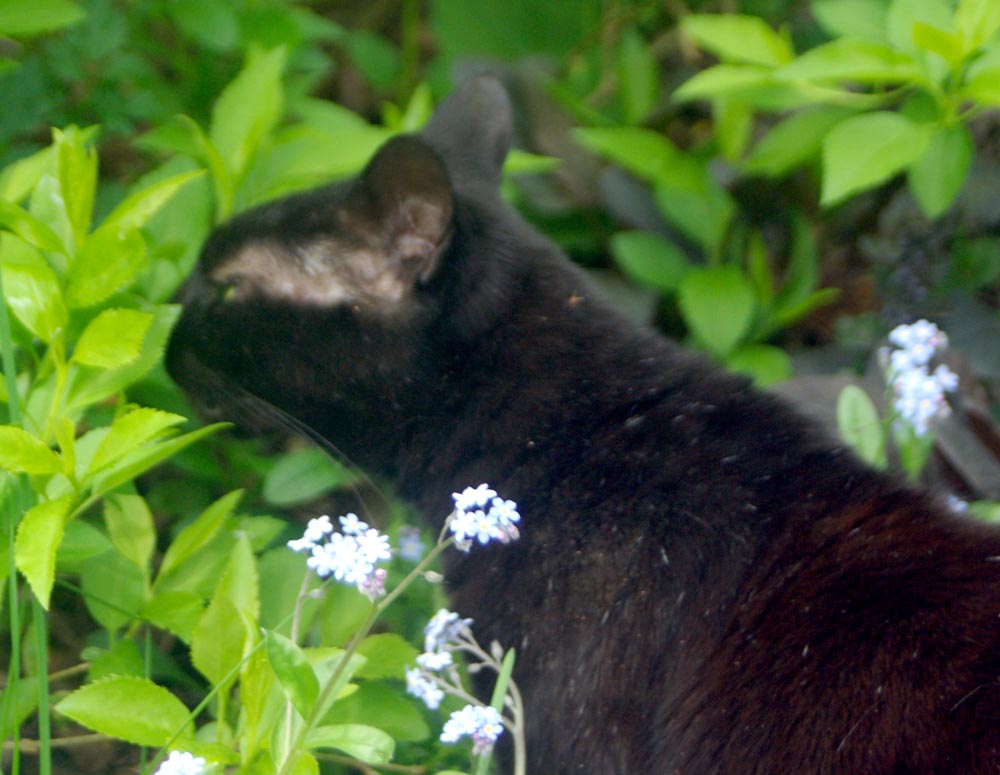 black cat sniffing green leaves