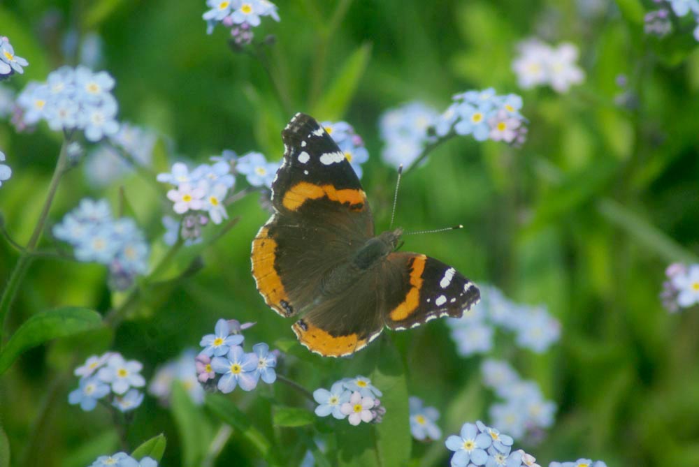 red admiral butterfly in forget-me-nots