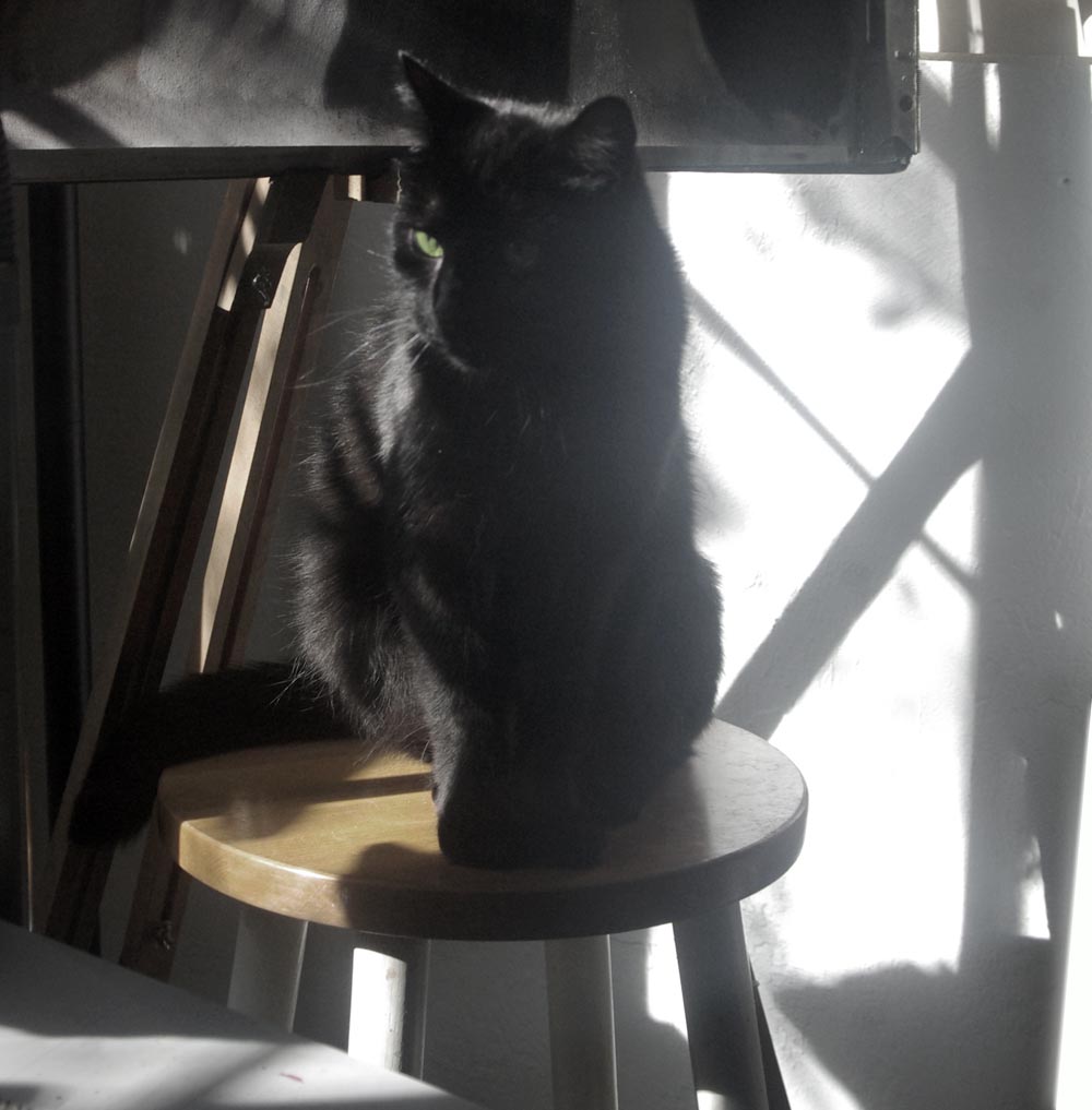 black cat on stool