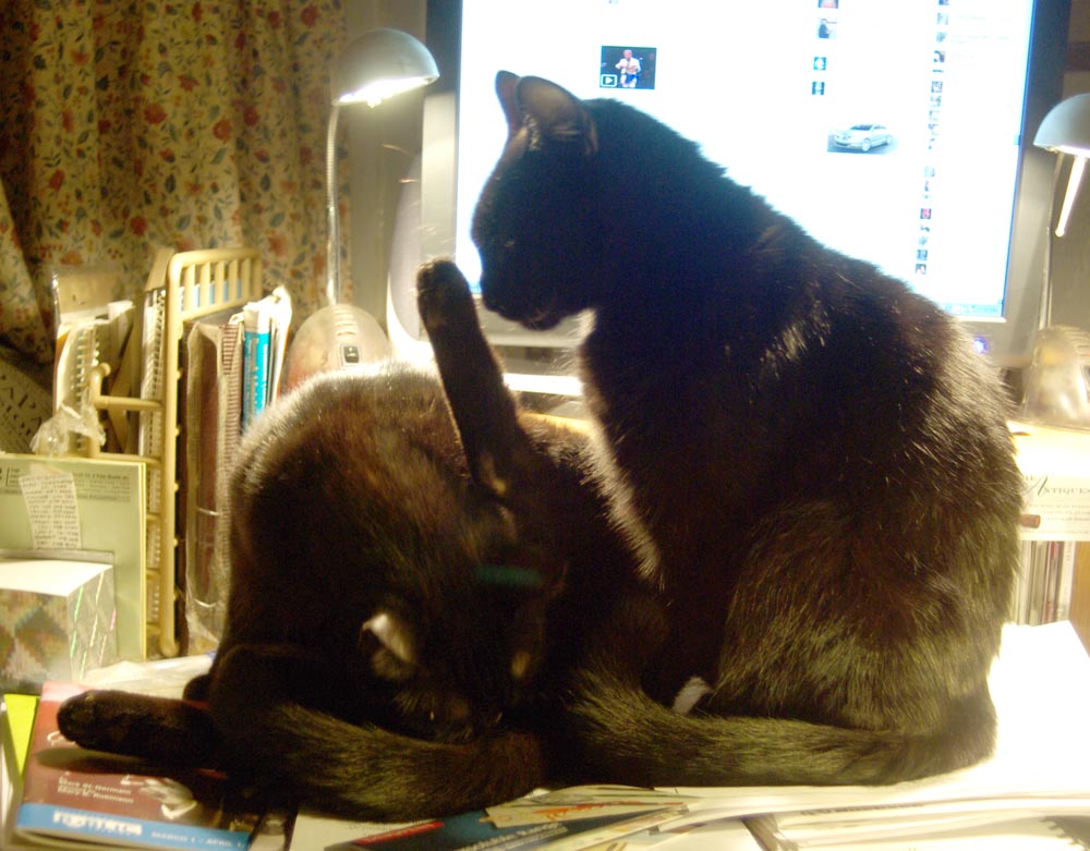 two black cats on desk