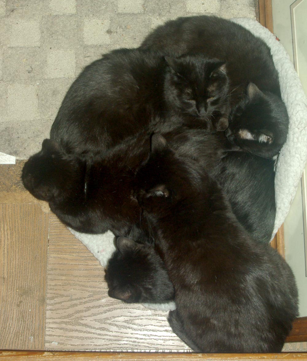 pile of black cats sleeping
