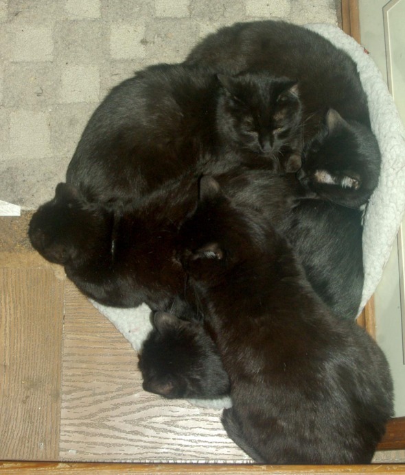 pile of black cats sleeping