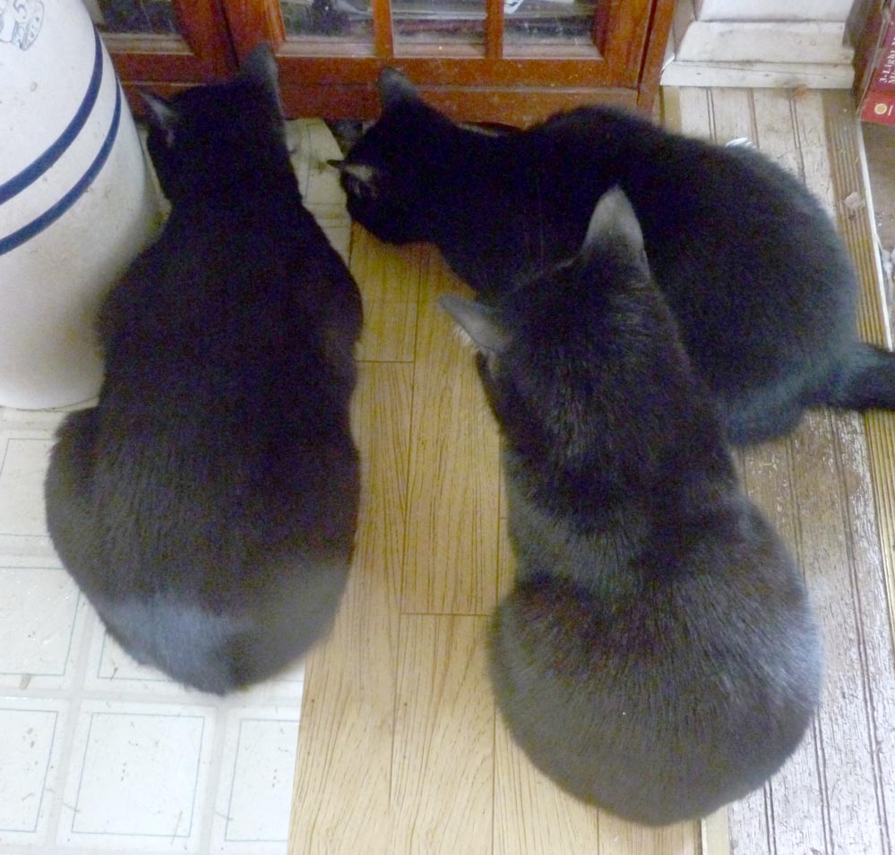 three black cats looking under book case