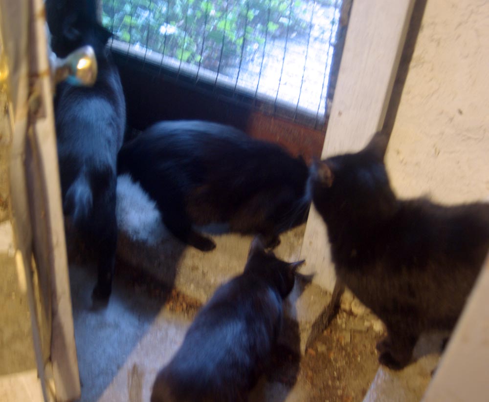 four black cats looking out the door