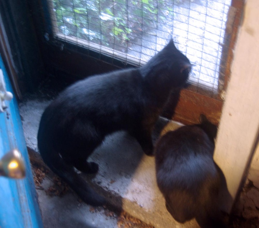 two black cats at the door