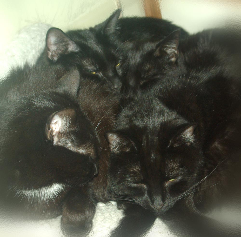 four black cats sleeping
