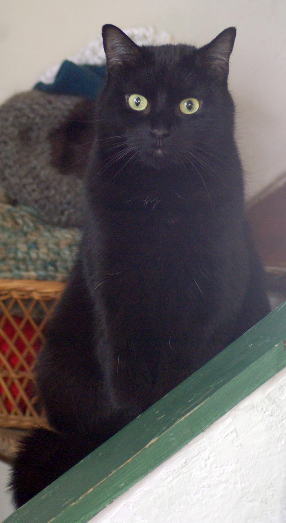 black cat sitting on steps with big round eyes