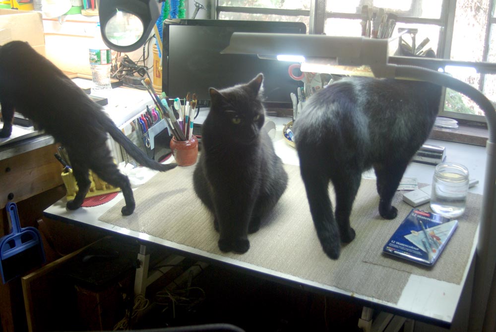 three black cats in studio