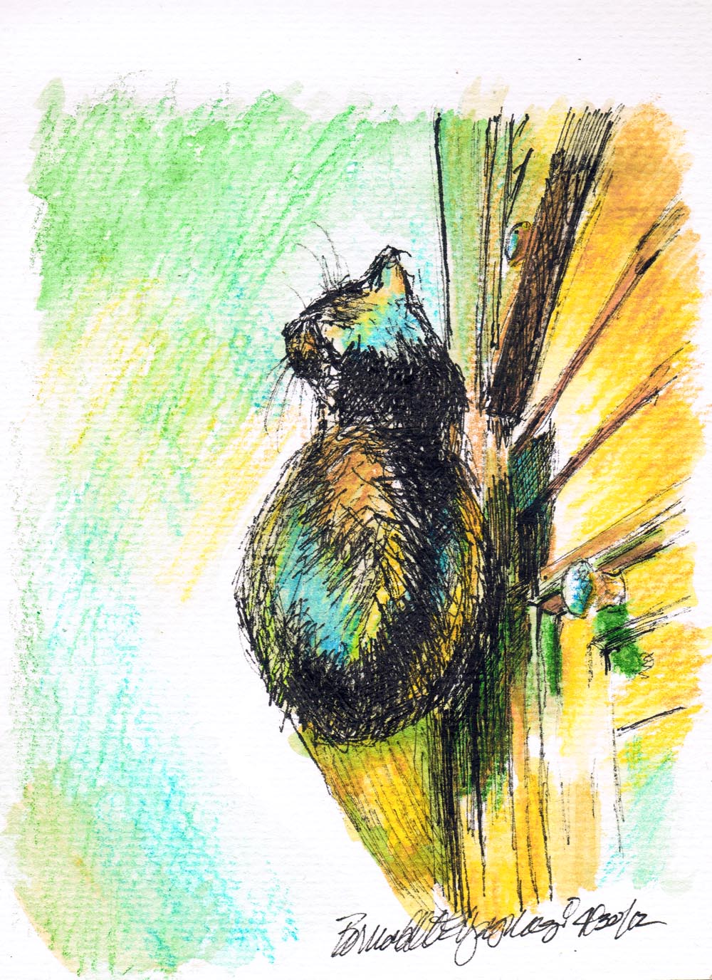 ink and watercolor sketch of a cat