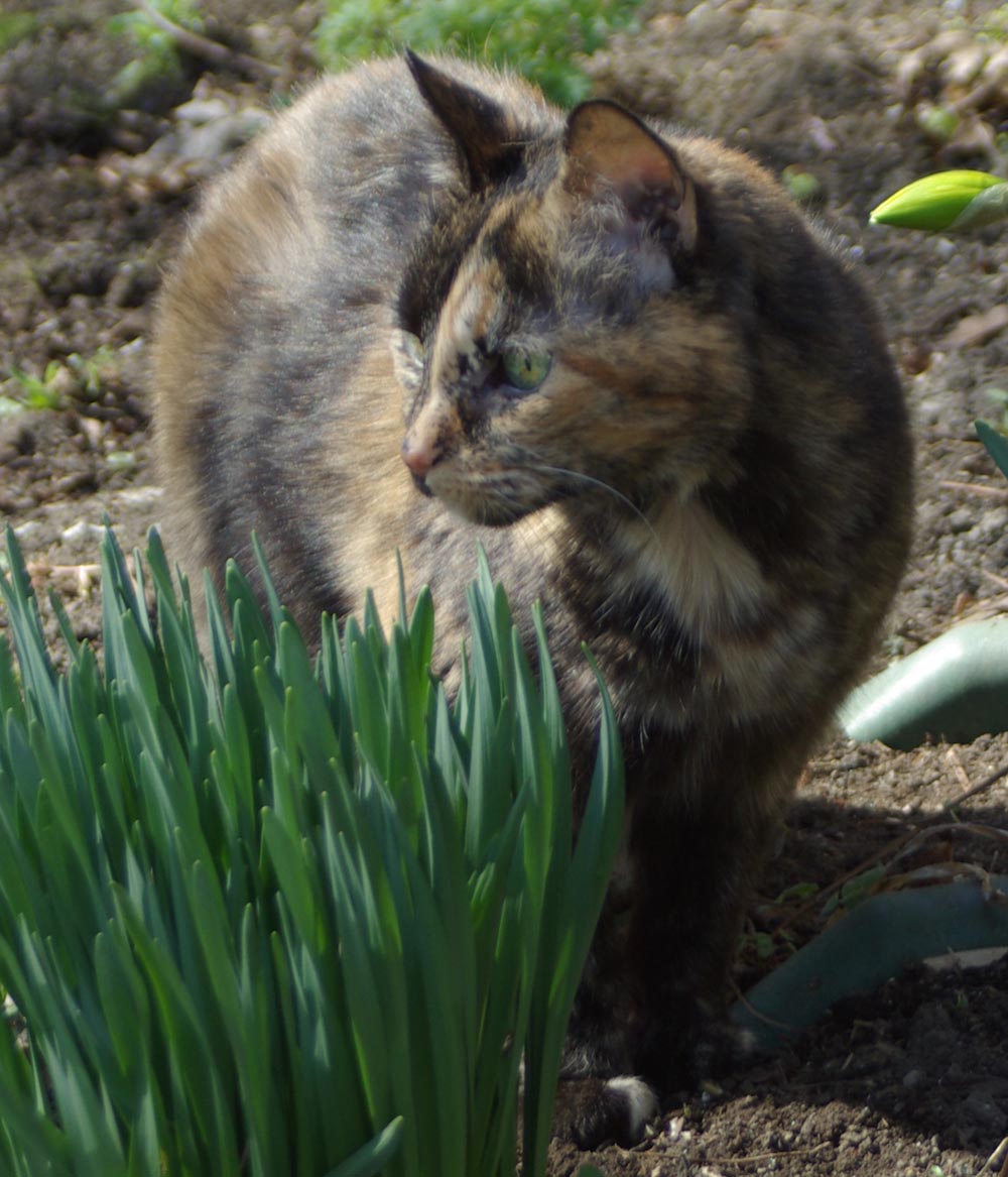 tortoiseshell cat with daffodil greens