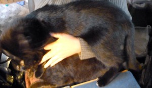 holding two black cats on lap