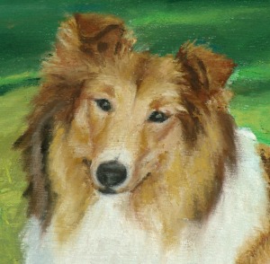 detail of collie portrait