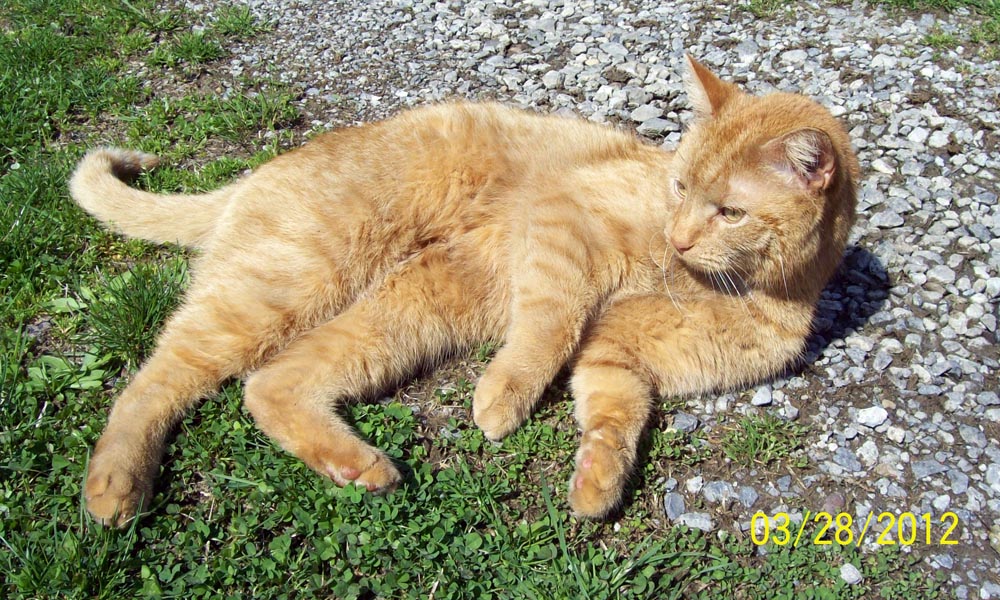 photo of orange cat outdoors
