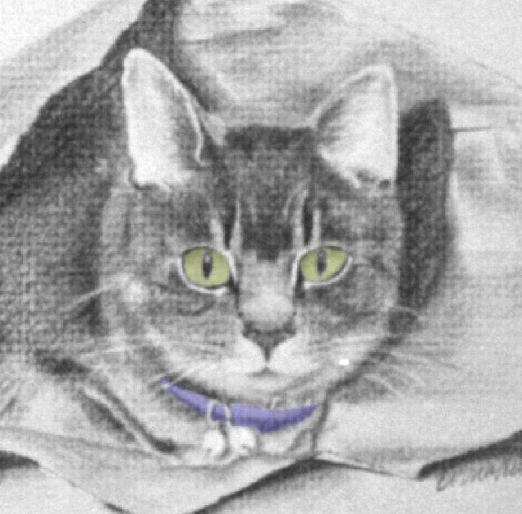 pencil portrait of tabby cat with green eyes and blue collar