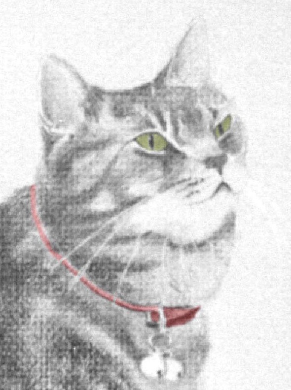 pencil portrait of gray tabby cat with red collar and green eyes