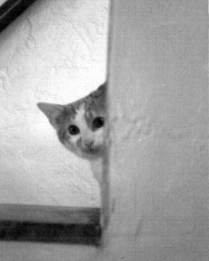kitten peeks around the corner