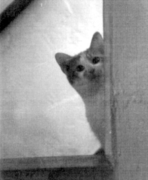 black and white photo of kitten on steps