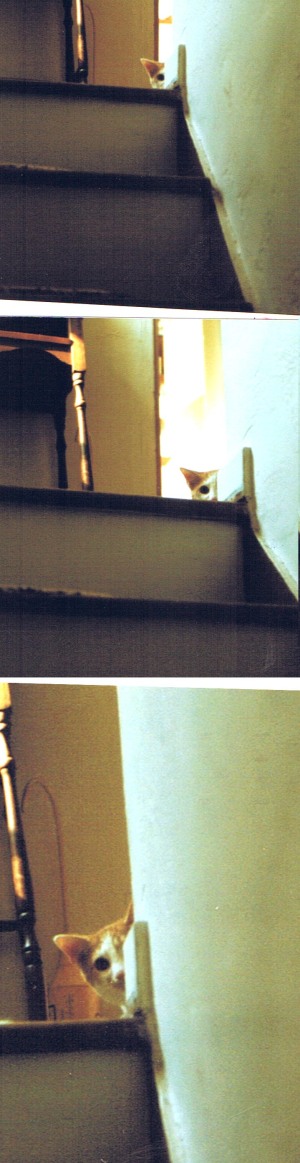three photos of a cat on steps