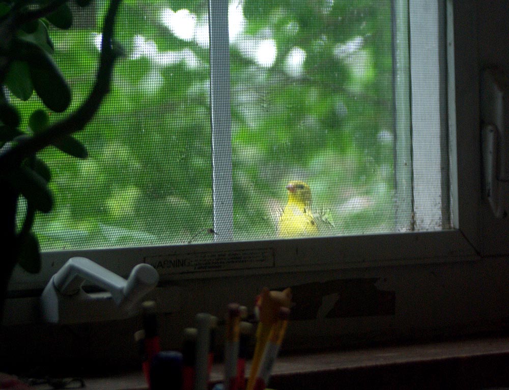 goldfinch at window