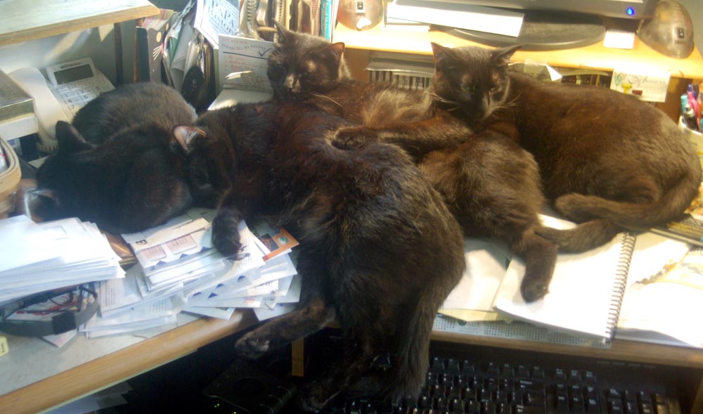 four black cats sleeping on desk.