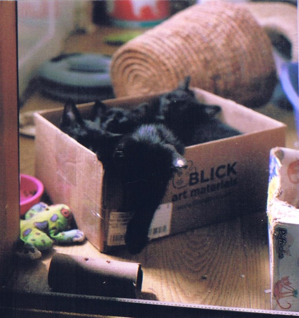 four black kittens in a box