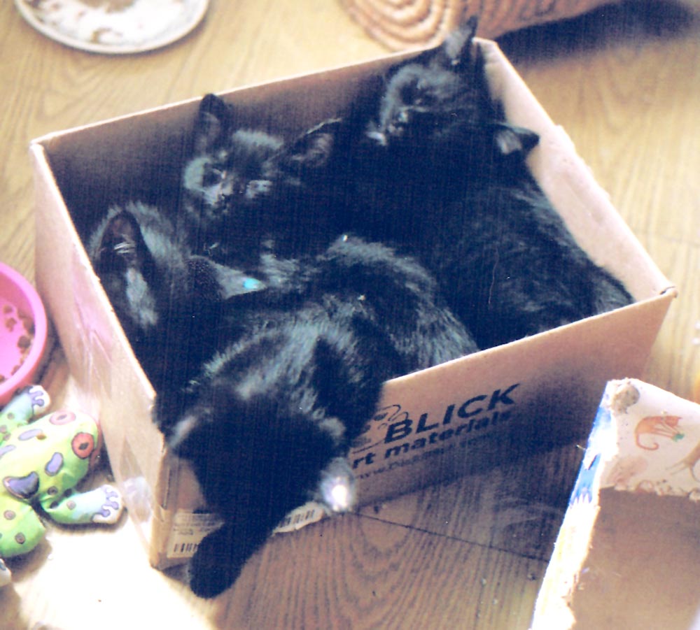 four kittens in box