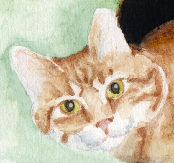 detail of orange cat's face